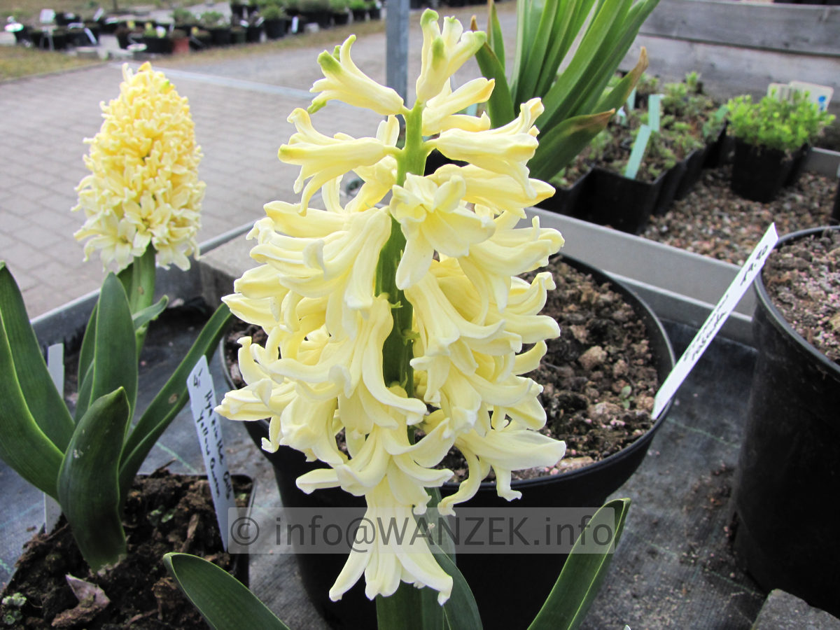 Hyazinthus gelb4.JPG